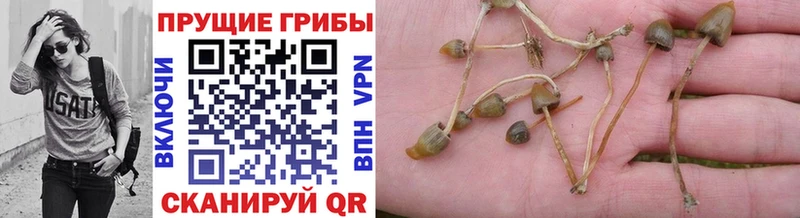 Купить  Геленджик  Галлюциногенные грибы GOLDEN TEACHER 